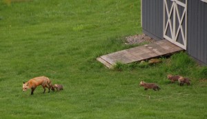 Foxes in Chester County PA